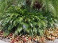 Chamaedorea cataractarum - palmier nain multipliant exotique du mexique soleil  mi-ombre 1.5m